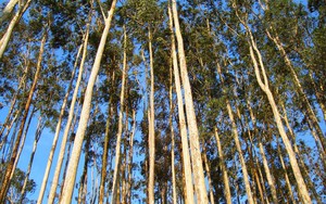 3 loại cây phổ biến song không nên trồng sát nhà: Có loại phá hỏng móng, có loại nguy hiểm vì "háo nước"