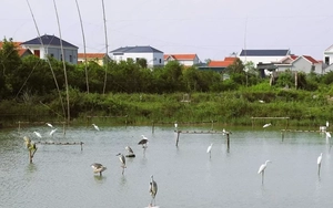 Mùa chim di cư và những cái bẫy vô hình