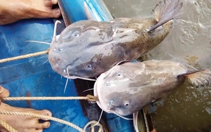 "Quái ngư" im lìm dưới lòng sông Lô: Thuộc "Ngũ quý hà thủy", bảo vật từng tiến vua