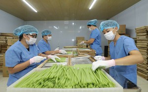 Sản phẩm của nông dân Việt giải được bài toán hóc búa, khiến người Đức 'ngạc nhiên', chuyên gia yêu thích