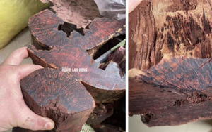 Loài gỗ "vô danh" được thương lái Trung Quốc mua 3 triệu đồng/kg: Quảng Trị cảnh báo điều gì?