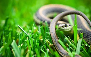 Rắn rất sợ mùi của 3 loại cây này