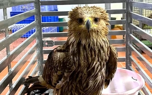 Phát hiện đại bàng đầu nâu quý hiếm nằm thoi thóp bên đường