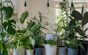 4 loại cây “nuốt” bụi mịn, lọc không khí tốt nhất: Nhà nào cũng nên trồng 1 cây