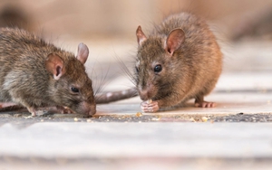 Chuột rất sợ 1 loại gia vị trong bếp: Để quanh nhà, chuột chẳng dám bén mảng