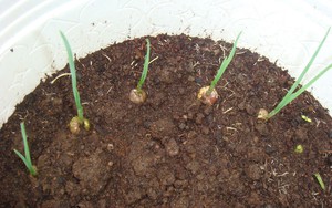 5 loại cây vừa xua đuổi rắn vừa làm thuốc: Nhiều gia đình Việt trồng mà không biết hết công dụng