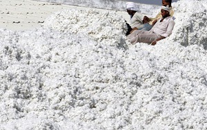 Xuất khẩu sang Trung Quốc lao dốc, Mỹ tăng mạnh đưa 'vàng trắng' vào Việt Nam, nước ta tiêu thụ đứng thứ 3 thế giới