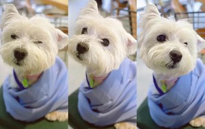 Cô gái bỏ việc, kiên trì đấu tranh 1.185 ngày đòi lại công bằng cho chó cưng bị đầu độc đến tử vong chỉ vì hàng xóm “không thích chó”