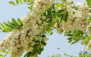 Loại cây tượng trưng cho may mắn và tài lộc, trồng trong nhà còn có được vị thuốc trị "bách bệnh"