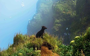 Bức ảnh cáo Bắc Cực xanh đẹp như cổ tích gây sốt cuộc thi ảnh 2025