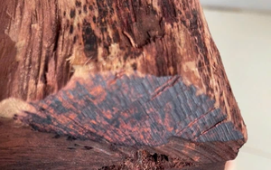 Cây gỗ tại Việt Nam được thương lái Trung Quốc mua giá cao bất thường, một địa phương phải ra cảnh báo