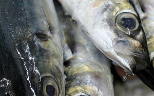 Loại cá nhìn xấu mã nhưng tốt ngang nhân sâm, cao thủ ẩm thực gặp là mua liền