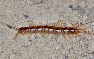 Lý do rết bò vào nhà và cách đuổi chúng "một đi không trở lại"