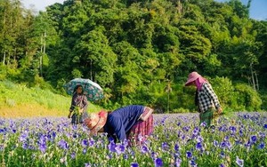 Trồng cỏ cây, một doanh nghiệp tìm ra "long mạch" chinh phục thành công thị trường hơn 10 tỷ USD ở Việt Nam