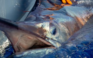 Ngư dân vật lộn nghẹt thở với "thủy quái" nặng 500kg, dài 4,6 mét: Thấy cảnh này cả bãi biển nín lặng