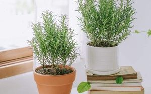 3 loại cây vừa đuổi rắn, vừa trấn trạch, mang lại phong thủy tốt không ngờ cho gia chủ