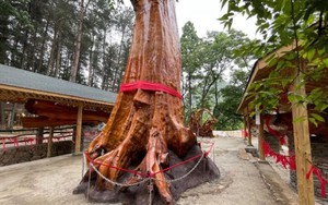 Vì sao cây gỗ Kim Tơ Nam Mộc có thể được bán với giá hơn 934 tỷ đồng/cây nhưng không ai dám trồng?