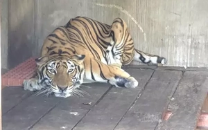 Nguồn gốc của những ‘chúa sơn lâm’ do người dân nuôi nhốt ở TPHCM