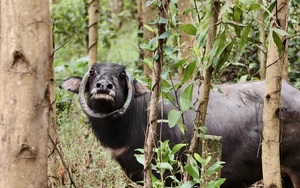 Con trâu có cặp sừng độc lạ chưa từng có ở Đà Nẵng: Gia đình đã nuôi hơn 10 năm