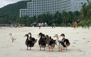 Tình hình hiện tại của đàn vịt dạt vào resort của ông Phạm Nhật Vượng: 6.000 lượt bình luận khiến Vinpearl Nha Trang phải căng não