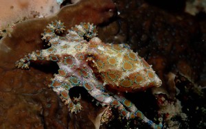 Đi nghỉ dưỡng, du khách vô tình cầm trên tay “thần chết đại dương” có nọc độc gấp 1.000 lần Xyanua