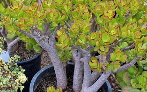 Không phải phát tài, kim tiền, người Trung Quốc coi đây mới là cây phú quý: Nhiều người Việt chưa biết