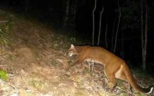 Lần đầu phát hiện loài cực kỳ nguy cấp quý hiếm trong rừng ở Nghệ An