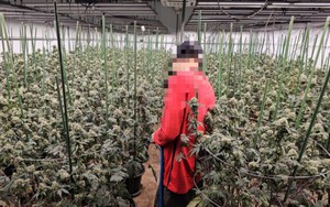 'Mùi quá nồng nặc': Trang trại 1.600 cây cần sa bí mật giữa Bangkok bị triệt phá, 3 người Việt 'sa lưới'