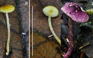 Phát hiện "sinh vật độc" chưa từng có trong rừng Cát Bà