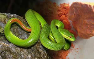 Đây là loại mùi đến rắn độc cũng sợ hãi: Dân gian dùng từ lâu nhưng cực kỳ nguy hiểm nếu làm sai