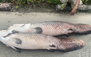 Phát hiện xác cá nghi là hải tượng long nổi trên hồ nước tự nhiên ở Đà Nẵng