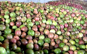 Trung Quốc ồ ạt thu mua một 'sản vật' triệu USD của Việt Nam, nước ta là nhà xuất khẩu lọt top 10 thế giới