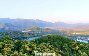 'Báu vật' của người Hải Phòng nở hoa trắng rừng