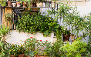 5 loại cây khiến bạn hối hận vì đã trồng quá sát nhà