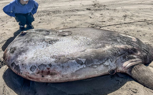 Phát hiện "thủy quái" khổng lồ dài 2,2 mét trên cạn: Hiếm đến mức không thể lý giải vì sao xuất hiện