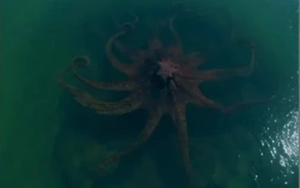 Bất ngờ phát hiện "quái vật biển khổng lồ" ngoài khơi gây rùng mình: Báo Mỹ vào cuộc tìm sự thật phía sau