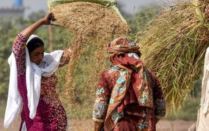 Loạt quốc gia ngừng nhập khẩu, gạo Thái Lan bất ngờ đón tin vui: Một cá mập vừa mua nửa triệu tấn gạo, giá lên tăng cao nhất hơn 7 tháng