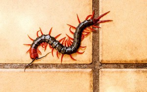 3 yếu tố - 5 hành động thu hút rết vào nhà: Rất nhiều người Việt mắc