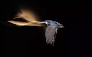 Bộ ảnh chim quý khiến người xem ngỡ ngàng