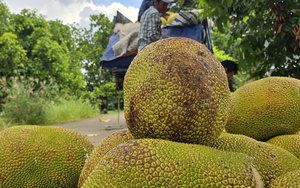 Thêm một loại trái cây phổ biến của Việt Nam được xuất khẩu chính ngạch sang Trung Quốc
