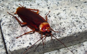 4 dấu hiệu cho thấy gián đang làm tổ trong nhà bạn