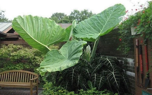 Muỗi sẽ vào nhà nếu bạn đang trồng 4 loại cây quen thuộc này