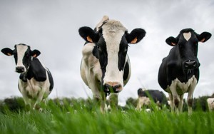 Trung Quốc ‘trả đũa’