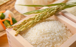 Loại gạo Việt Nam vừa xuất khẩu sang thị trường "khó tính" bậc nhất thế giới: Có gì đặc biệt?