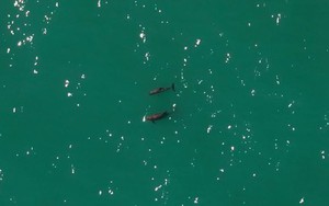 Loài vật quý hiếm bậc nhất thế giới, chỉ còn lại đúng 10 con