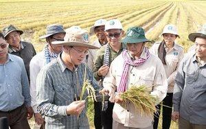 Không phải ST25, một giống lúa nhận danh hiệu ngon nhất thế giới 7 lần liên tiếp, chủ sở hữu là láng giềng của Việt Nam