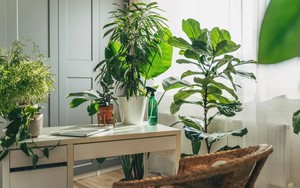 8 loại cây rẻ mấy cũng không nên mua về kẻo hối không kịp