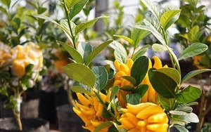 Cây cảnh "quý hơn vàng ròng": Quả óng ánh, dáng tay Phật, nhà giàu đua nhau săn chơi Tết