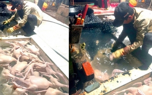 Cảnh tượng hãi hùng và dung dịch lạ màu đen trong một lò mổ