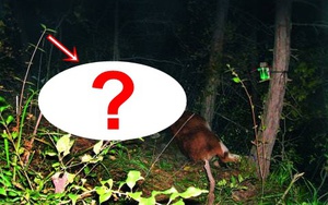 Lần theo đoạn video chỉ vài giây, chuyên gia hân hoan tìm thấy loài vật từng "tuyệt chủng" suốt 30 năm